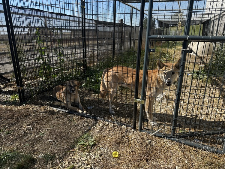 Dingo Crossbred Dogs