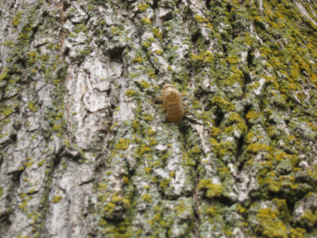 Cicada Tree