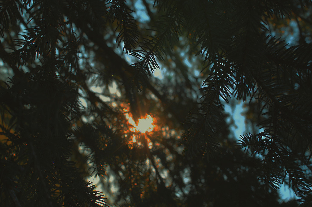 Sunlight through the pine needles