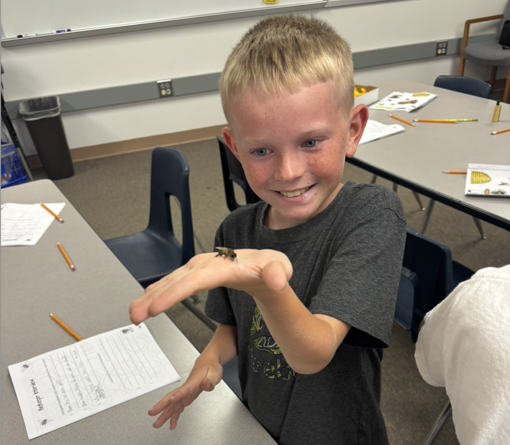 Holding a drone bee (drones don't have stingers)