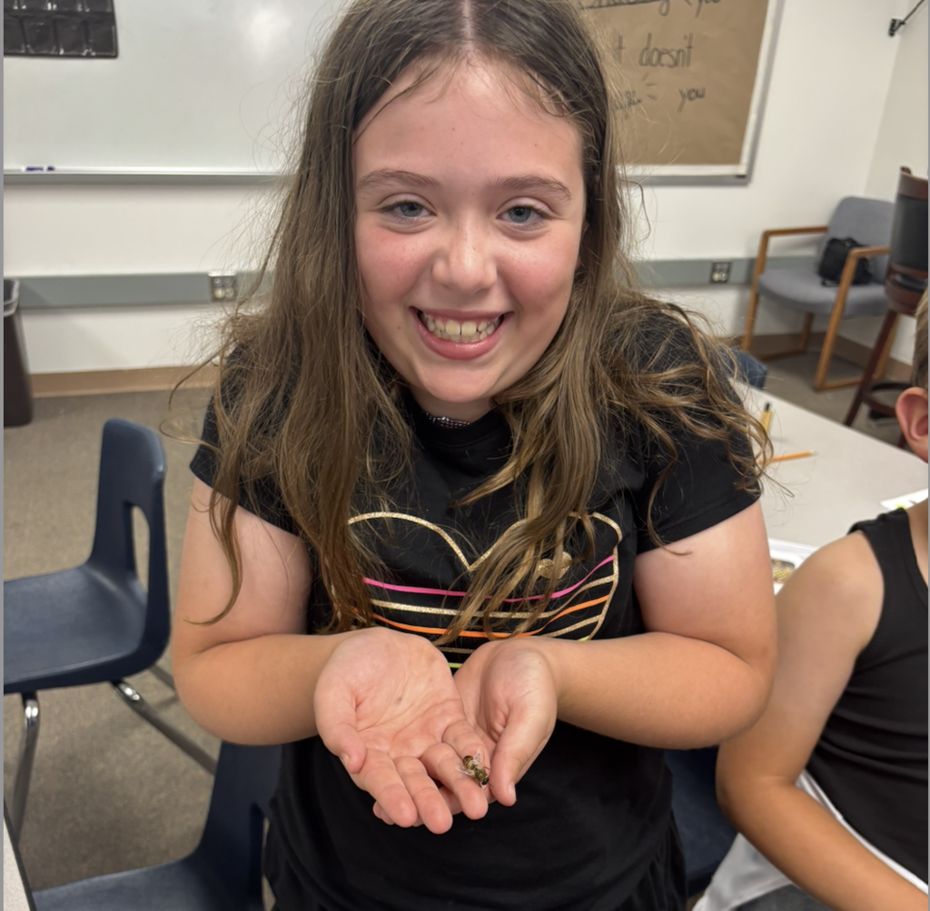 Holding a drone bee (drones don't have stingers)
