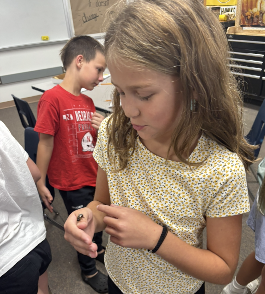 Holding a drone bee (drones don't have stingers)