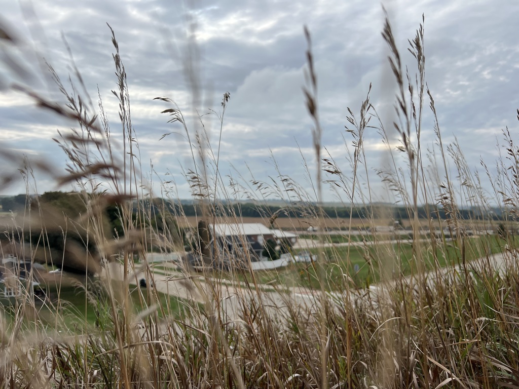 Prairie Grass (Aaliyah E.) 