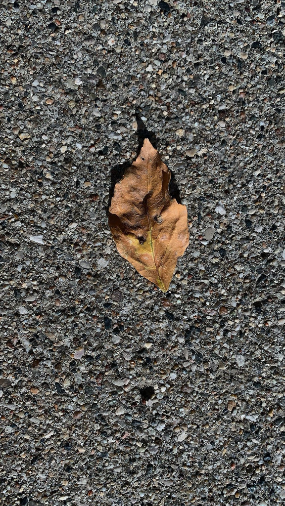 Leaf Texture