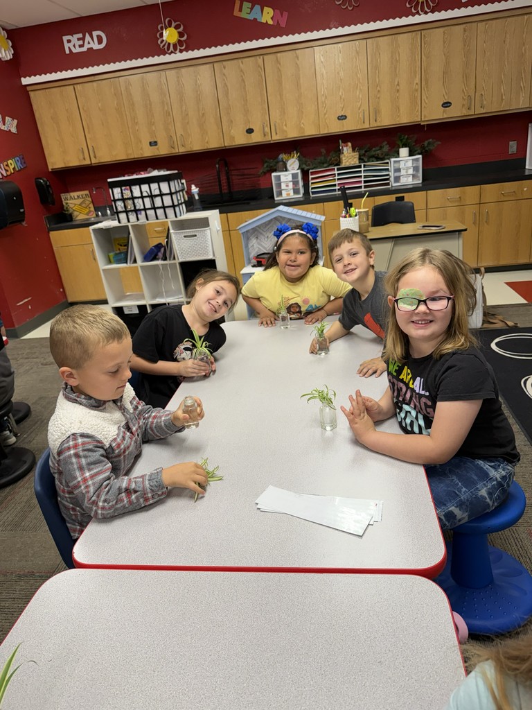 Mrs. Walker's class spider plants