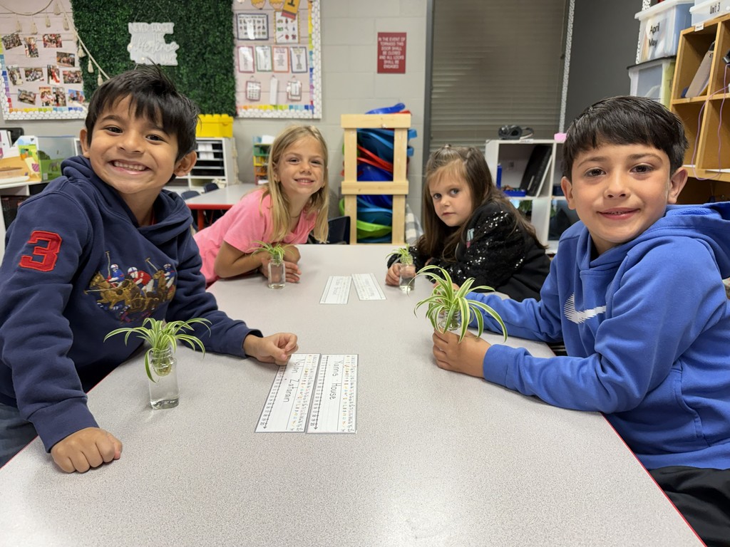 Mrs. Walker's class spider plants