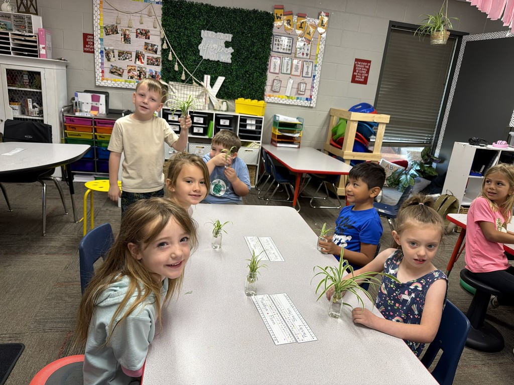 Mrs. Walker's class spider plants
