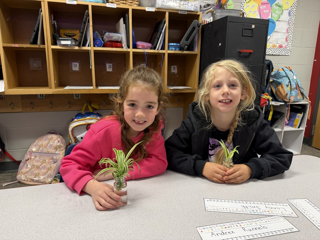 Mrs. Walker's class spider plants