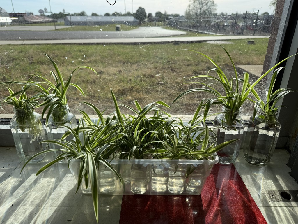 Mrs. Walker's class spider plants