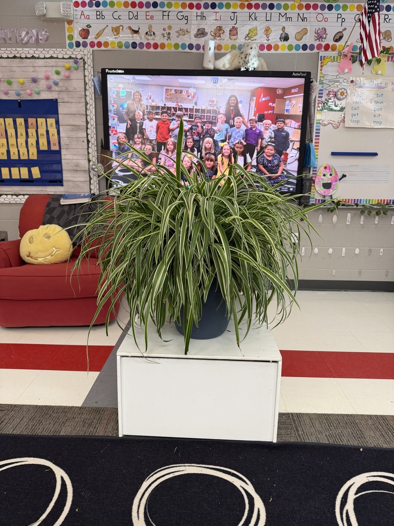 Mrs. Walker's class spider plants