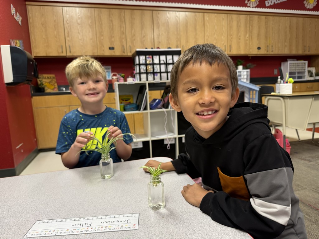 Mrs. Walker's class spider plants