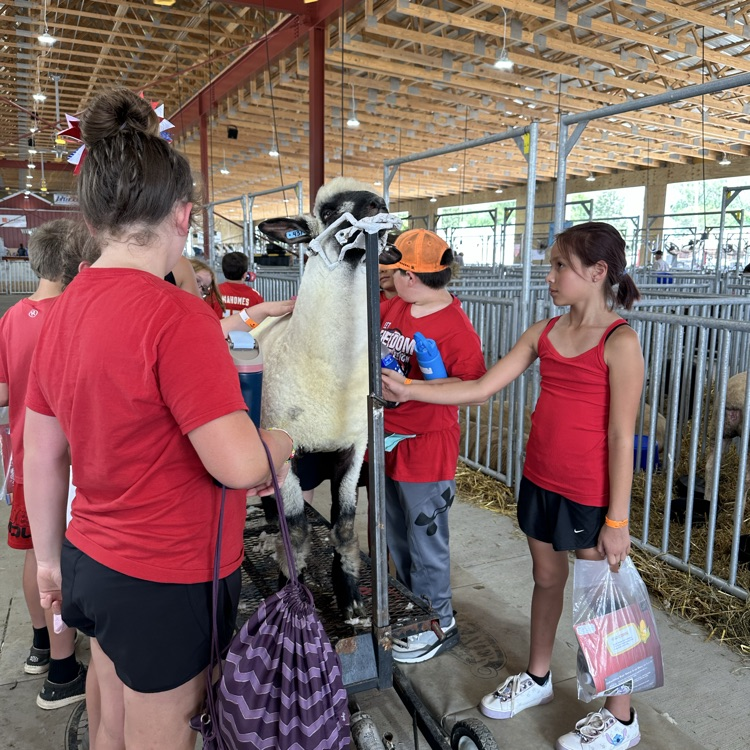 Cason shows sheep!