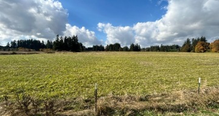 Grassy field with trees in the background
