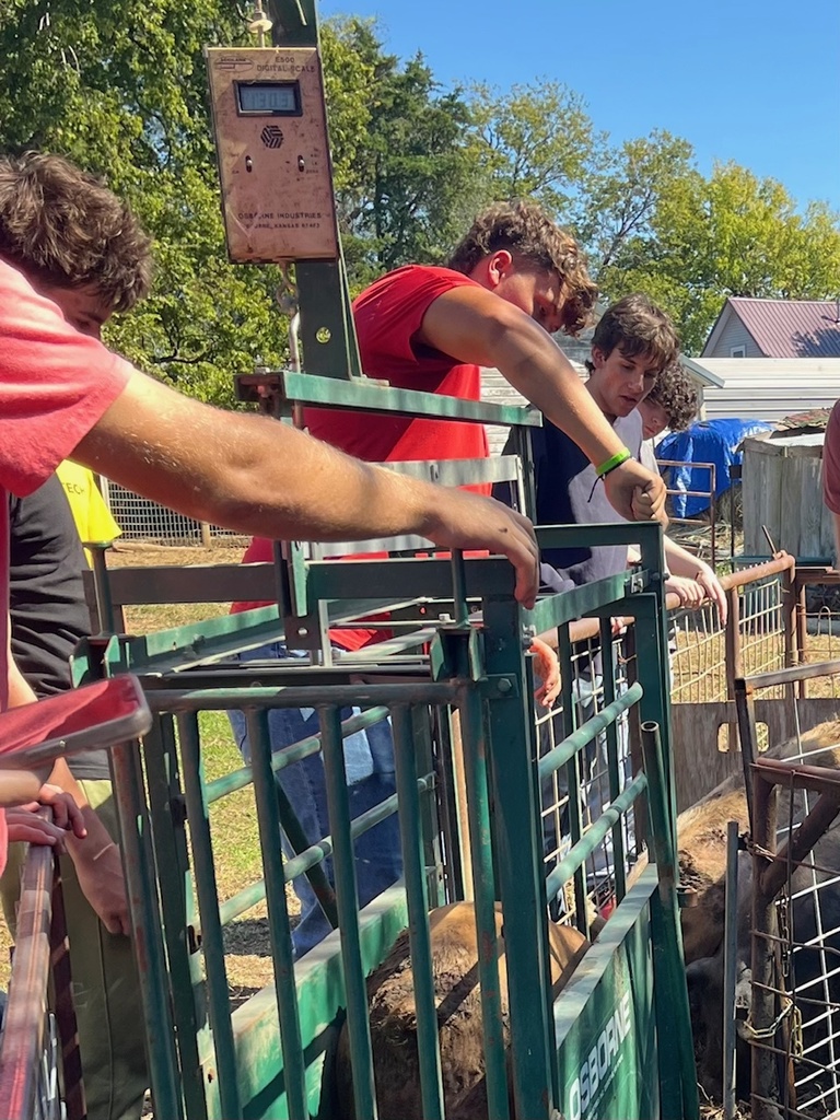 FFA pigs
