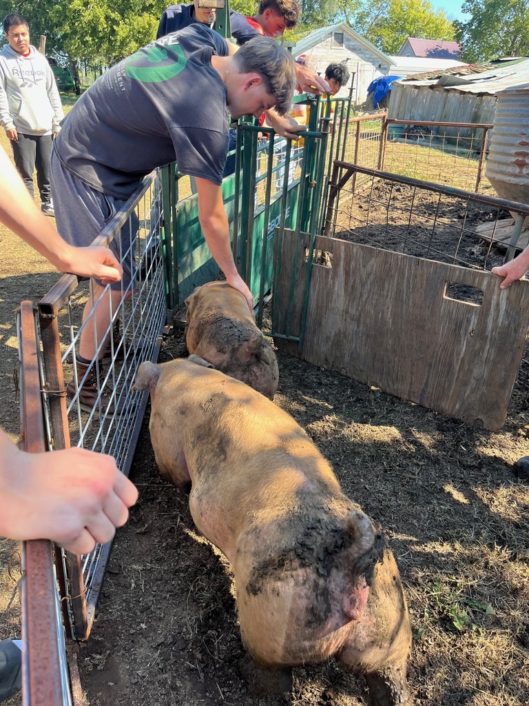 FFA pigs