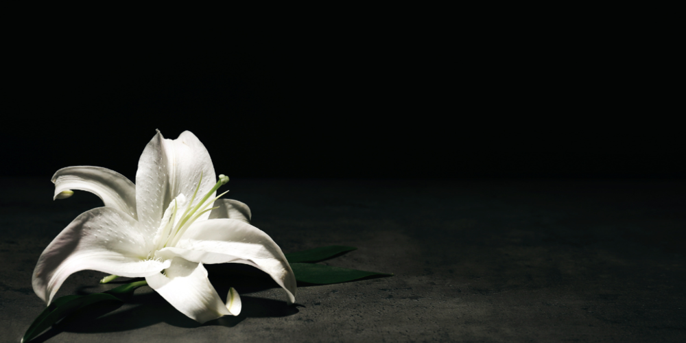 White lily on black background