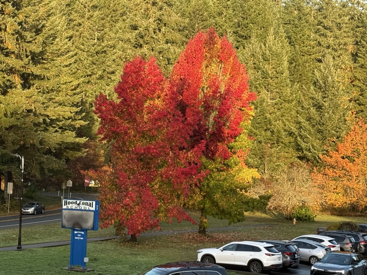 fall trees