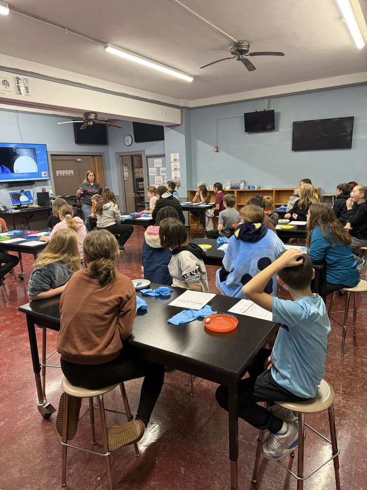 Owl pellet dissection today!