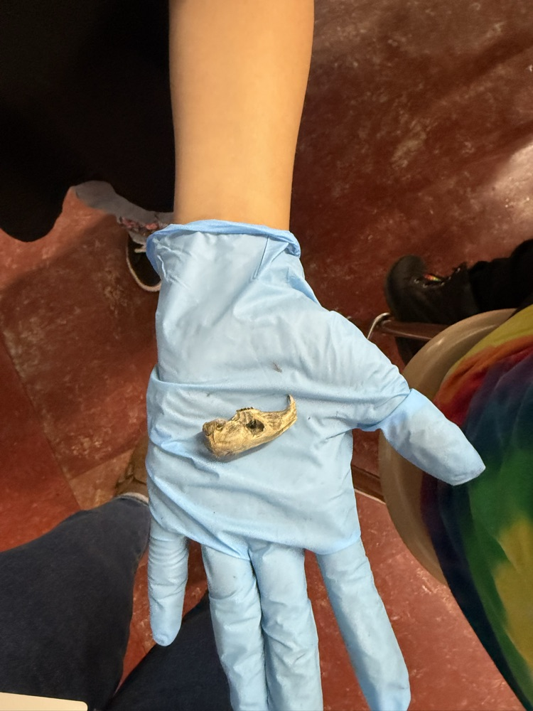 Owl pellet dissection today!