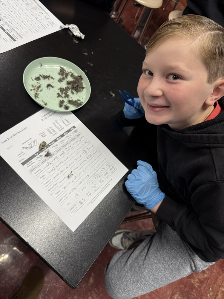 Owl pellet dissection today!