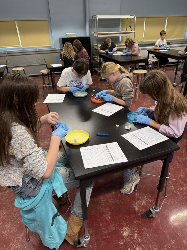 Owl pellet dissection today!