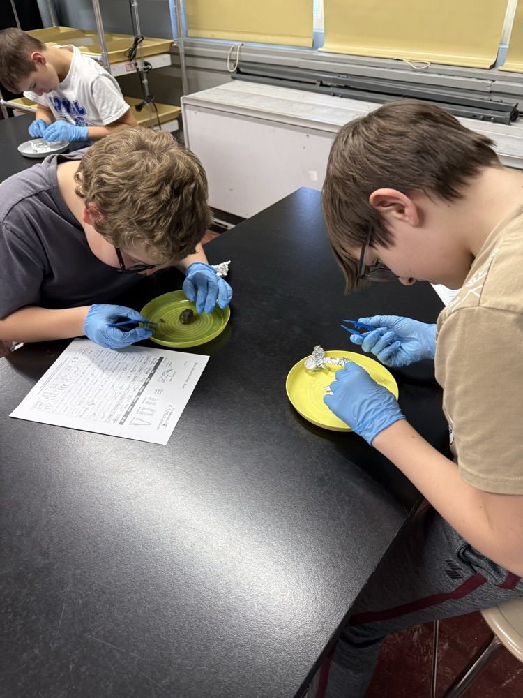 Owl pellet dissection today!