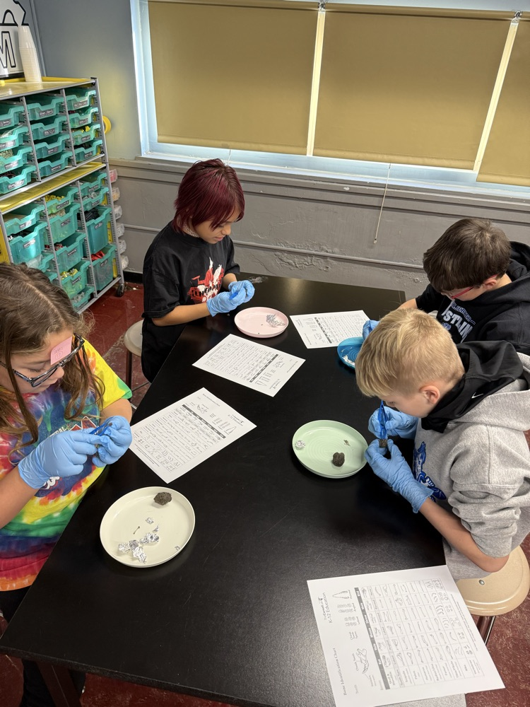 Owl pellet dissection today!