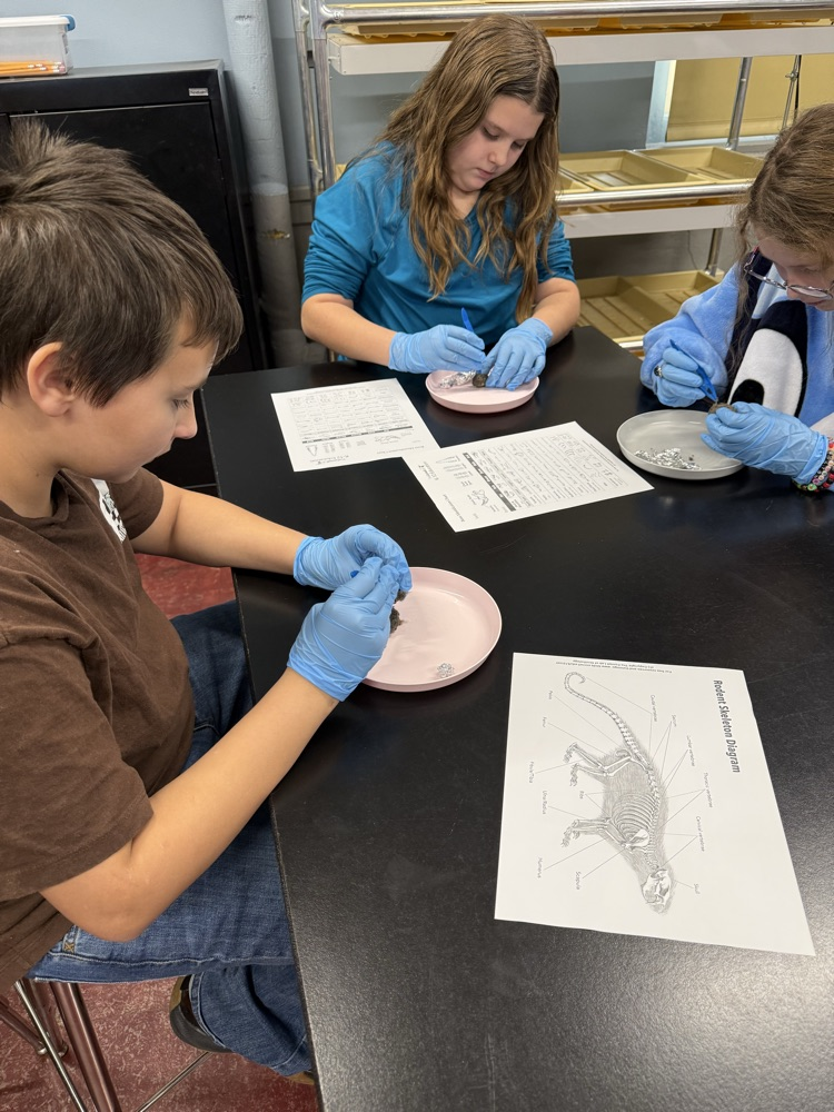 Owl pellet dissection today!