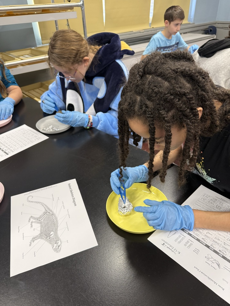 Owl pellet dissection today!