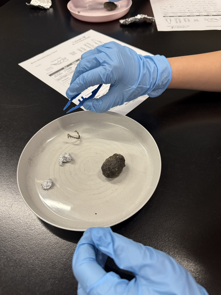 Owl pellet dissection today!