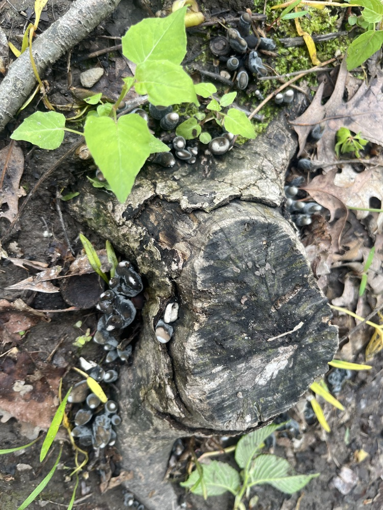 Day 2 of Outdoor School 🐛   Today we hiked to Lookout Point and we saw a lot of different kinds of fungi. This afternoon we were able to go out and complete a critter crawl. We found a lot of different types of bugs! 