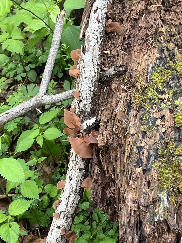 Day 2 of Outdoor School 🐛   Today we hiked to Lookout Point and we saw a lot of different kinds of fungi. This afternoon we were able to go out and complete a critter crawl. We found a lot of different types of bugs! 