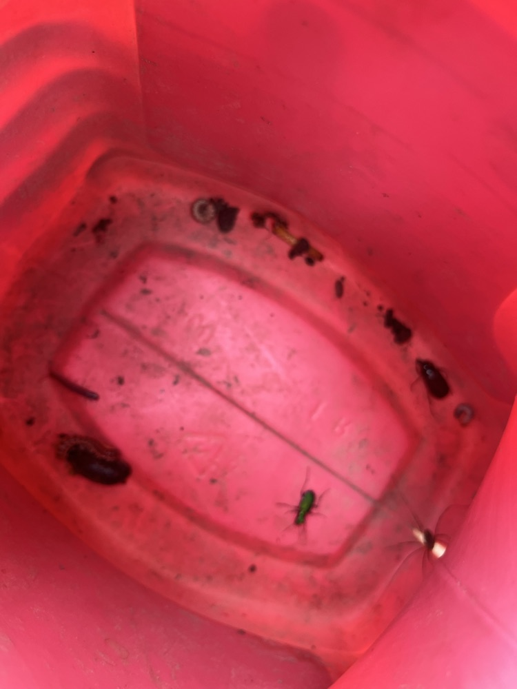 Day 2 of Outdoor School 🐛   Today we hiked to Lookout Point and we saw a lot of different kinds of fungi. This afternoon we were able to go out and complete a critter crawl. We found a lot of different types of bugs! 
