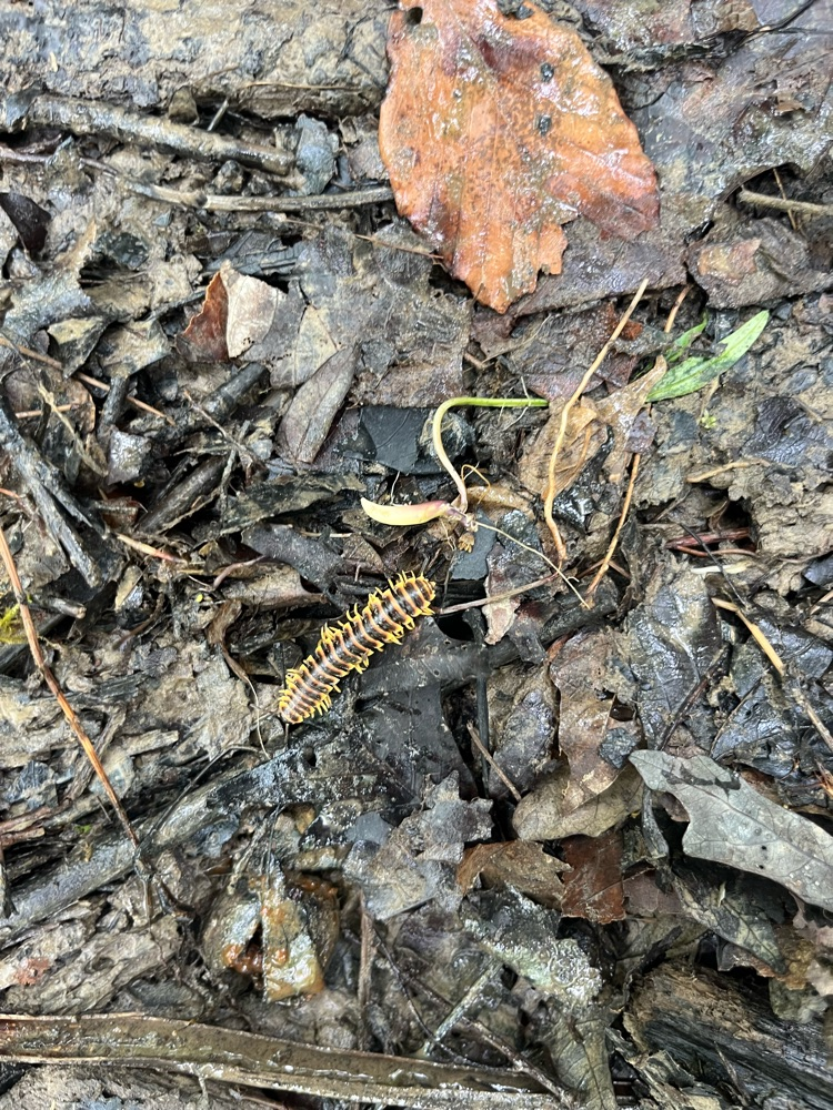 Day 2 of Outdoor School 🐛   Today we hiked to Lookout Point and we saw a lot of different kinds of fungi. This afternoon we were able to go out and complete a critter crawl. We found a lot of different types of bugs! 