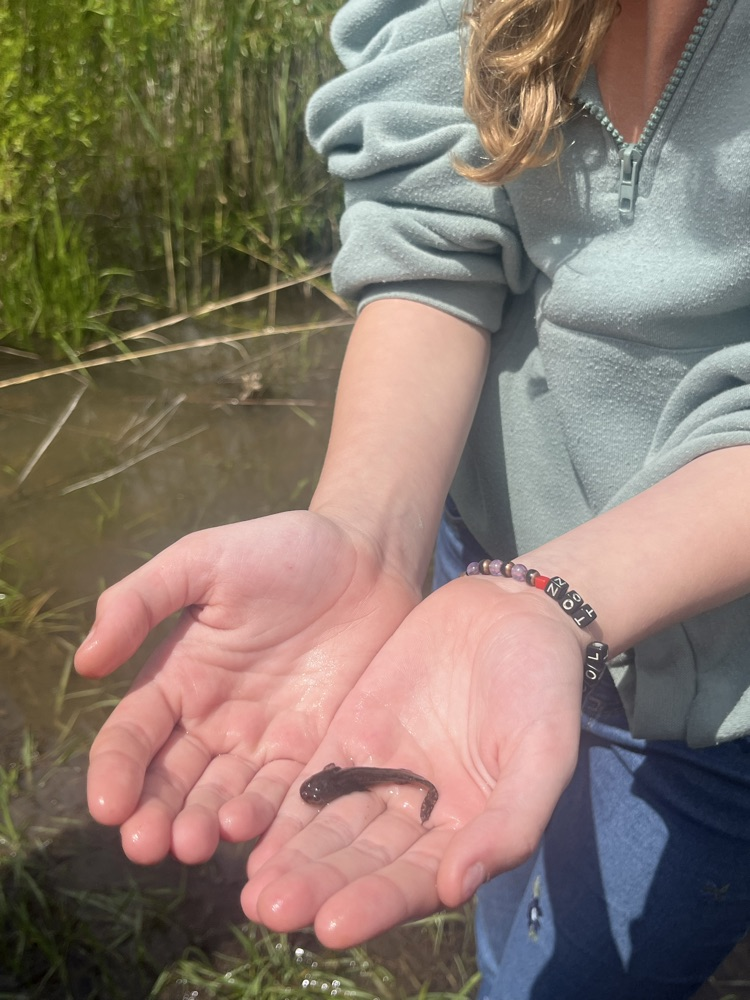 Day 3 of Outdoor School. Today the class of Mrs. Gaddis and Mrs. Turner hiked 2.7 miles on the Hidden Valley trail.  We talked about taxidermy and then the kids were able to catch some baby salamanders and tadpoles.  