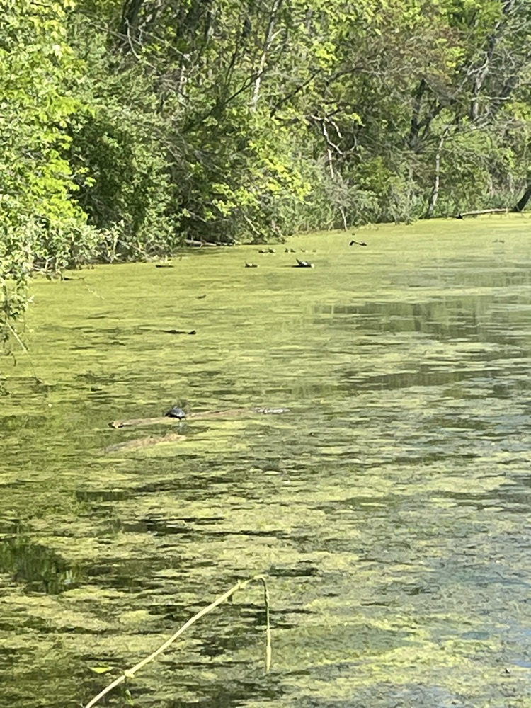 Day 4 of Outdoor School! Today we hiked 2 miles by the Middle Fork River and saw some turtles and other wildlife. This afternoon we did the Aquatic Study where they got to use dipping nets to find all sorts of aquatic life. 
