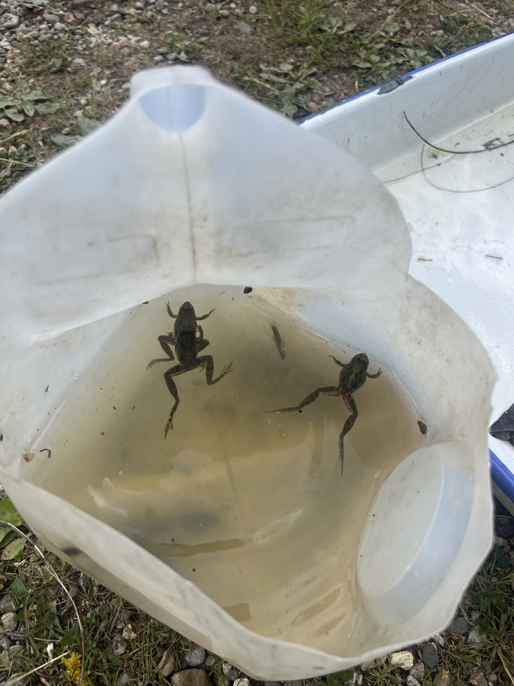 Day 4 of Outdoor School! Today we hiked 2 miles by the Middle Fork River and saw some turtles and other wildlife. This afternoon we did the Aquatic Study where they got to use dipping nets to find all sorts of aquatic life. 