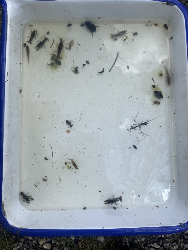 Day 4 of Outdoor School! Today we hiked 2 miles by the Middle Fork River and saw some turtles and other wildlife. This afternoon we did the Aquatic Study where they got to use dipping nets to find all sorts of aquatic life. 