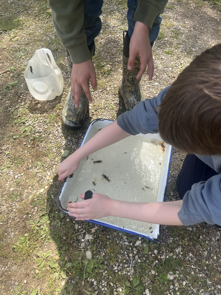 Day 4 of Outdoor School! Today we hiked 2 miles by the Middle Fork River and saw some turtles and other wildlife. This afternoon we did the Aquatic Study where they got to use dipping nets to find all sorts of aquatic life. 