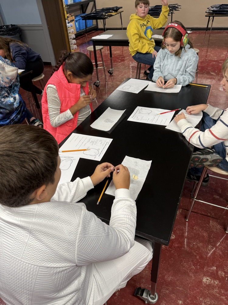 Students in Mrs. Gaddis and Mr. Rush's classes were able to dissect lima beans. Students are then experimenting with the Lima beans to see if they will still grow when they are deprived of a need: air, water, nutrients, or sunlight.