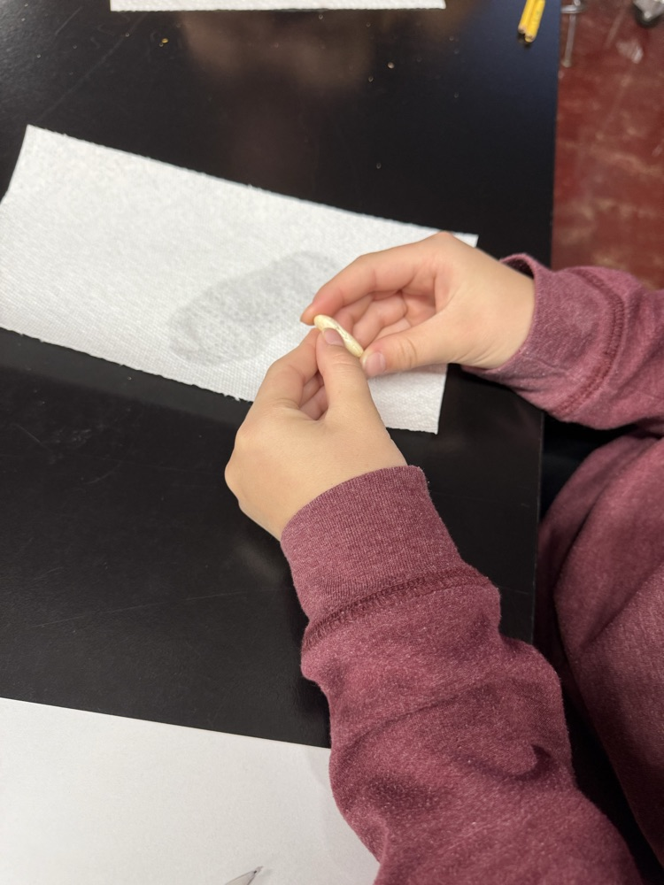 Students in Mrs. Gaddis and Mr. Rush's classes were able to dissect lima beans. Students are then experimenting with the Lima beans to see if they will still grow when they are deprived of a need: air, water, nutrients, or sunlight.