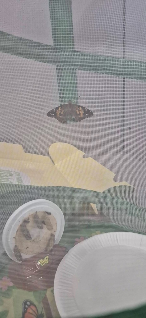 Monarch Butterfly