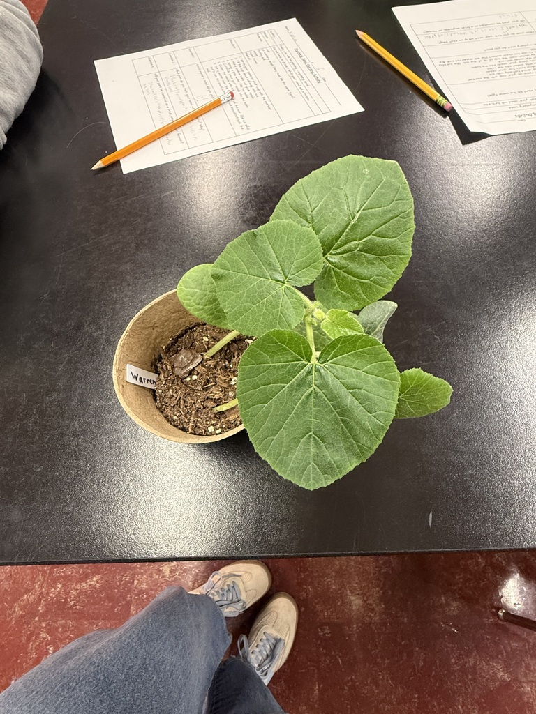 Mystery Seeds