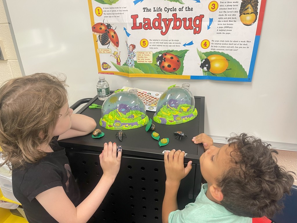 kindergarten ladybugs during summer reading school