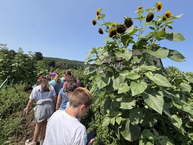 Last Wednesday, Living History Summer Institute students visited Mabee Farm. Mabee Farm was a big hit! The animals, butter churning, grain threshing, and digging potatoes gave them lots of hands-on opportunities to learn about life on a farm in the 18th Century. The kids all did an awesome job! Everyone is ready to be an 18th-century farmer. Thanks for sharing, Mrs. Brownell!