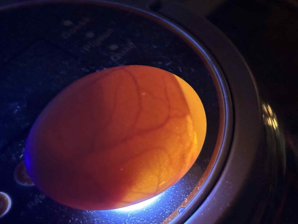 Pictures of the process of testing the eggs and how it shows the veins.