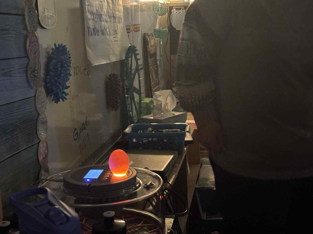 Pictures of the process of testing the eggs and how it shows the veins.