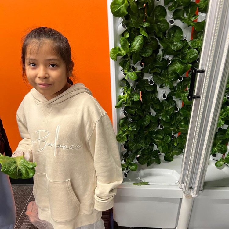 hydroponic lettuce growing 