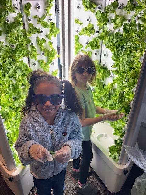students harvesting lettuce