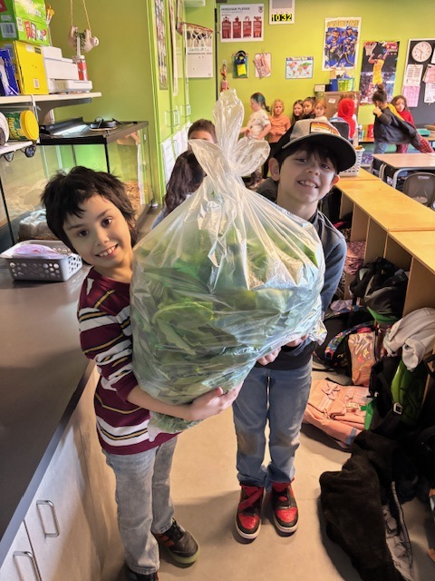 students harvesting lettuce